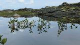 Menyanthes trifoliata. Плодоносящие растения в мелководном озерке. Мурманская обл., окр. г. Заозёрск, высота 314.9, скалистое плато. 01.08.2022.