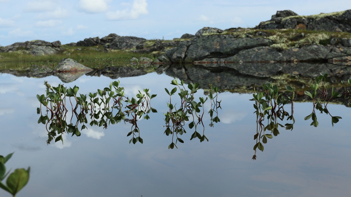 Image of Menyanthes trifoliata specimen.