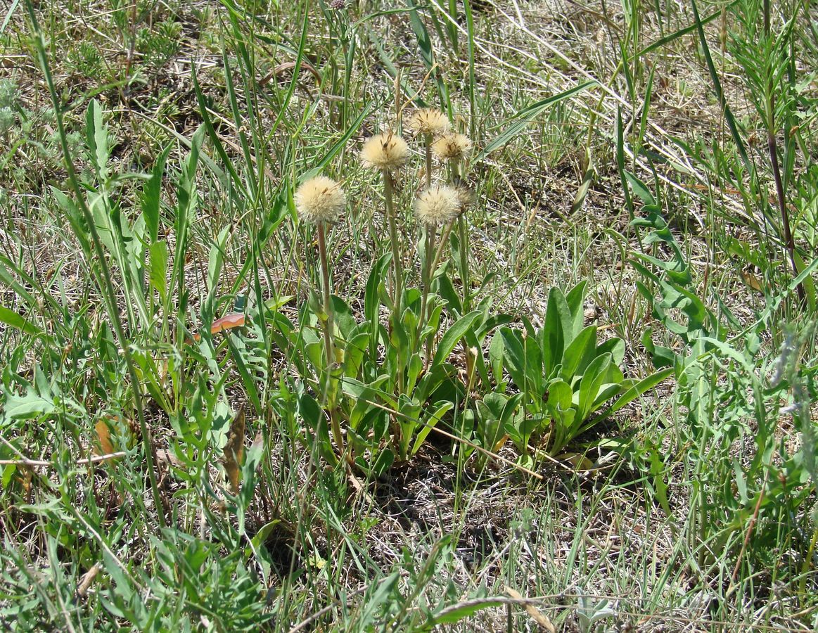 Image of Aster alpinus specimen.