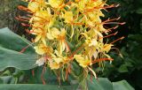 Hedychium gardnerianum