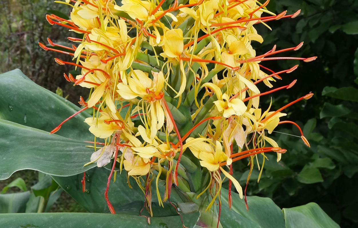 Image of Hedychium gardnerianum specimen.