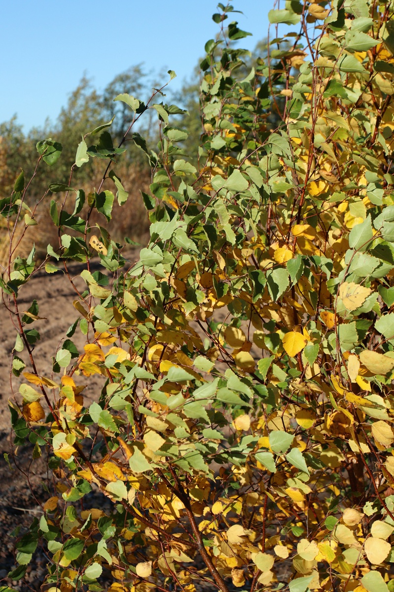 Image of Betula pendula specimen.