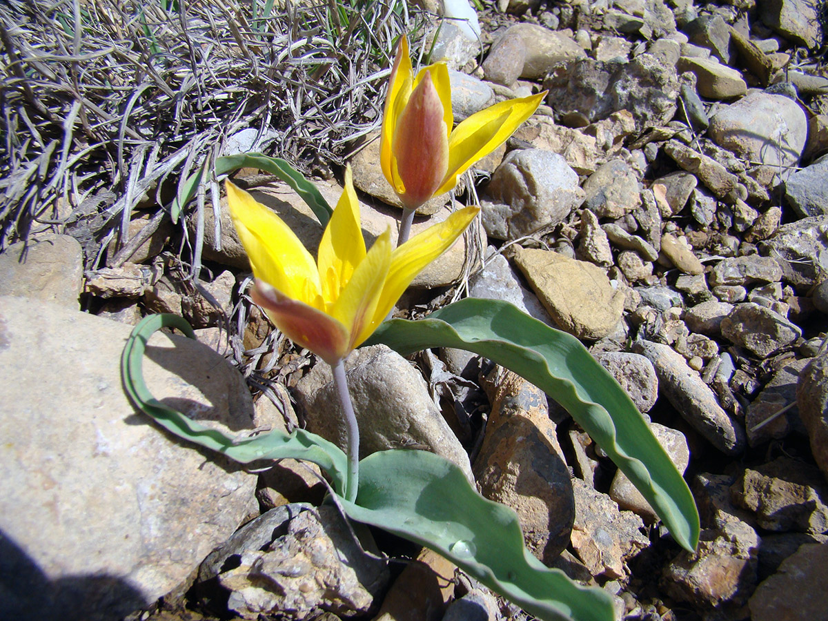 Image of Tulipa pseudoferganica specimen.