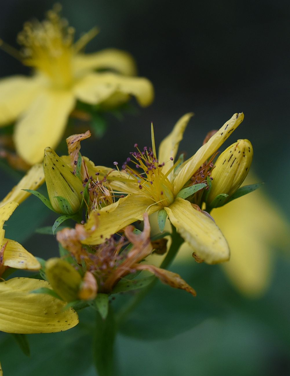 Изображение особи Hypericum perforatum.