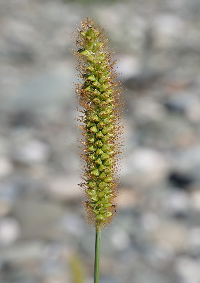 Image of Setaria pumila specimen.