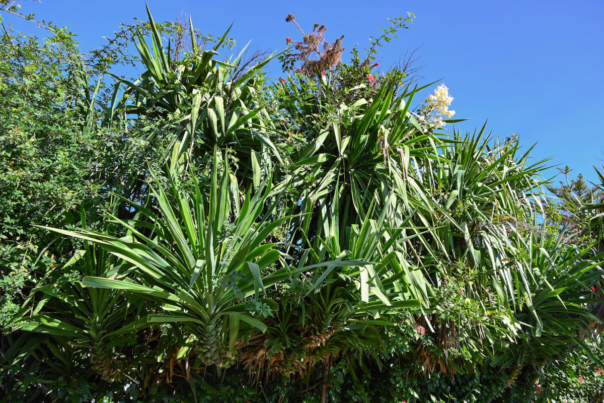 Изображение особи Yucca gigantea.