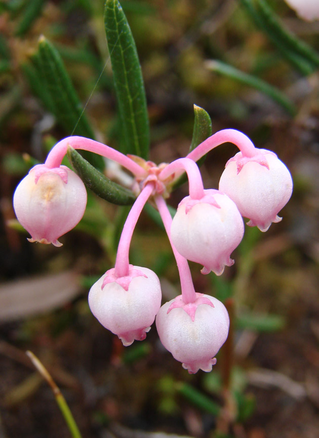 Изображение особи Andromeda polifolia.