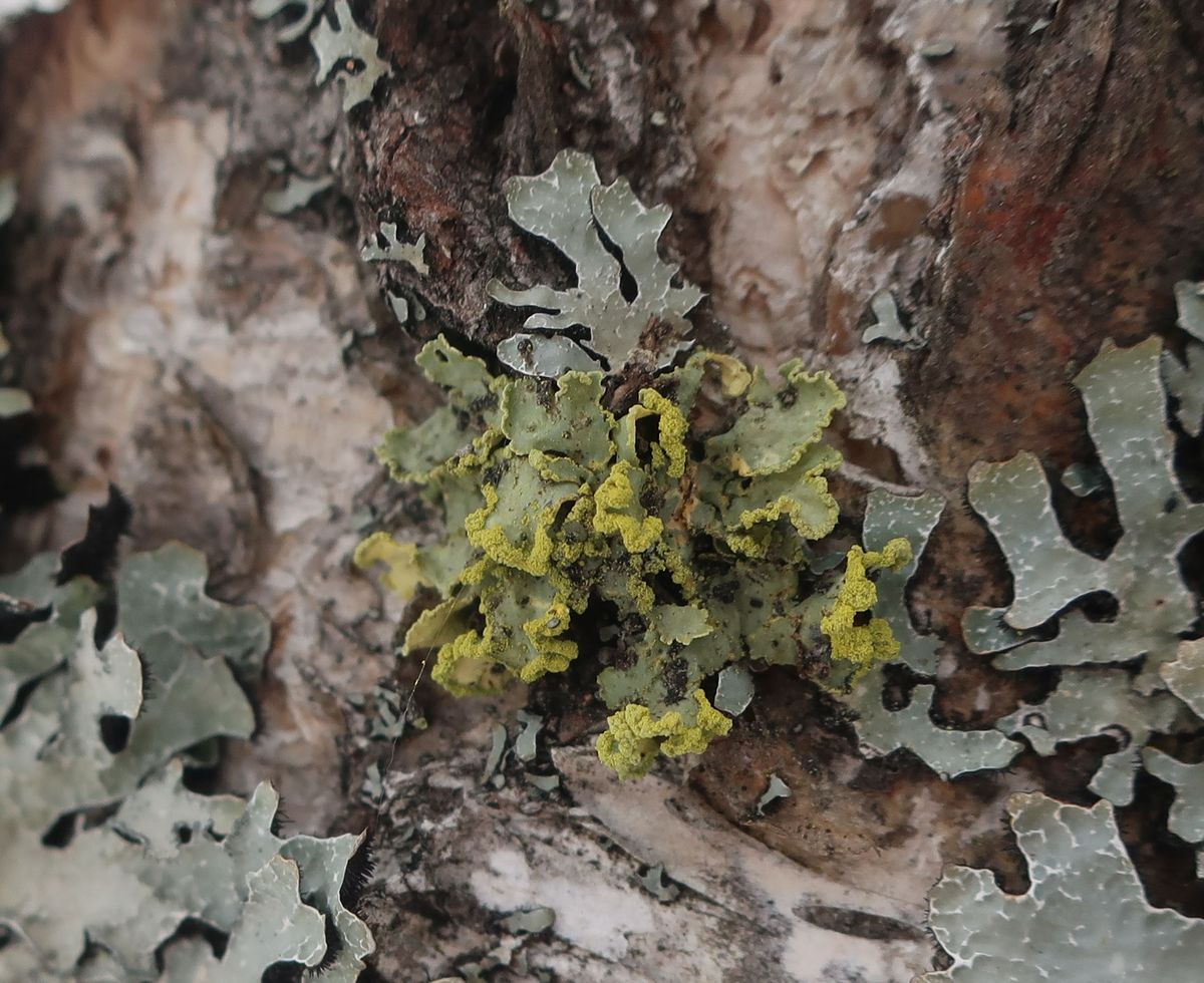 Image of Vulpicida pinastri specimen.