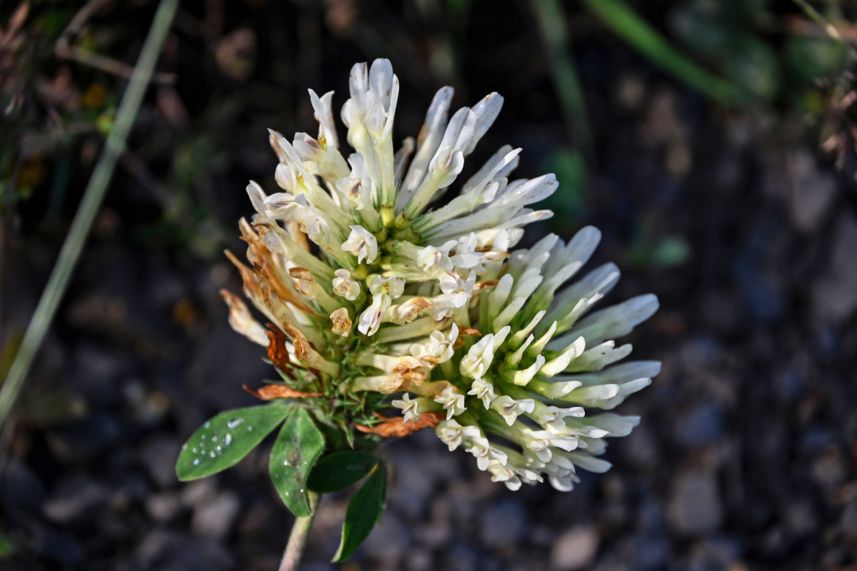 Image of Trifolium trichocephalum specimen.