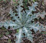 Onopordum acanthium