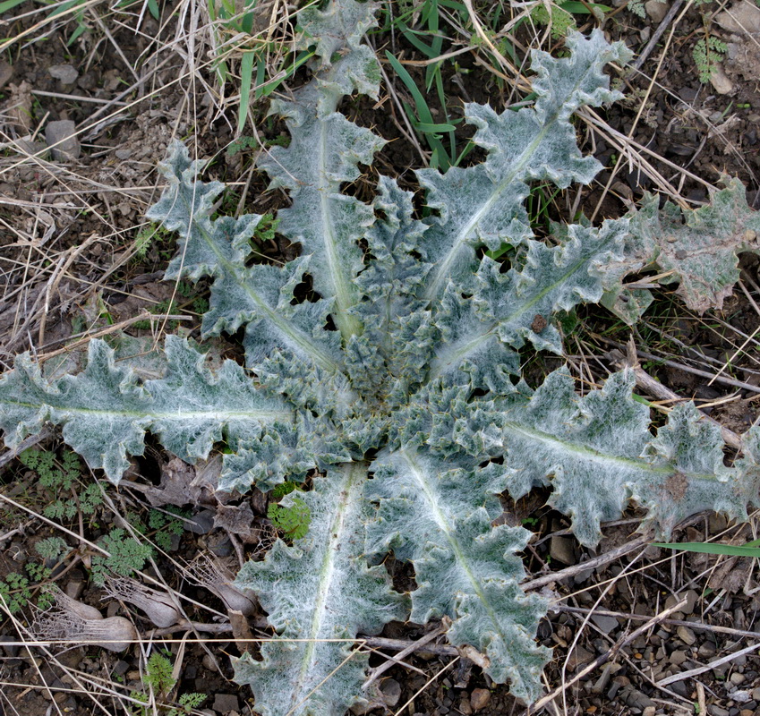 Image of Onopordum acanthium specimen.