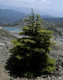 Cedrus libani подвид brevifolia