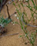 Asperula diminuta. Верхушка побега с соцветиями. Дагестан, Кумторкалинский р-н, бархан Сарыкум, песчаный склон. 30.04.2022.