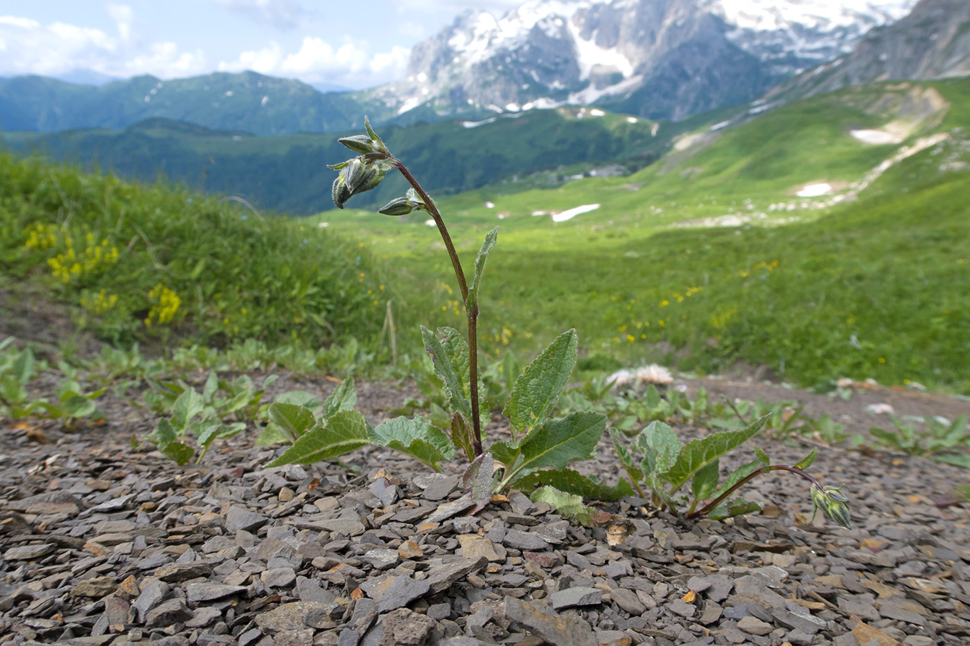 Image of Campanula albovii specimen.