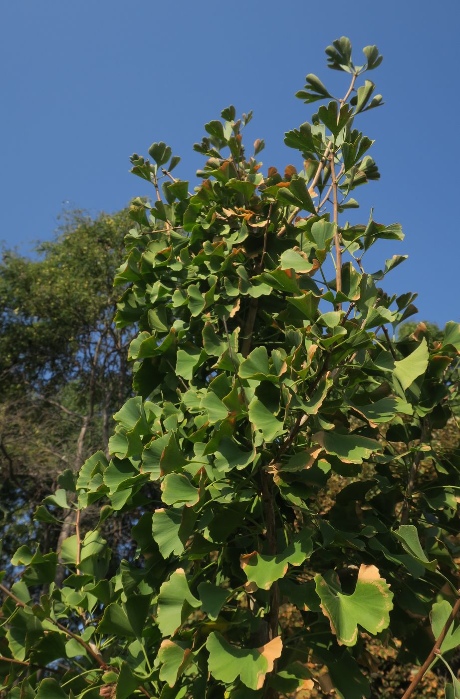 Image of Ginkgo biloba specimen.