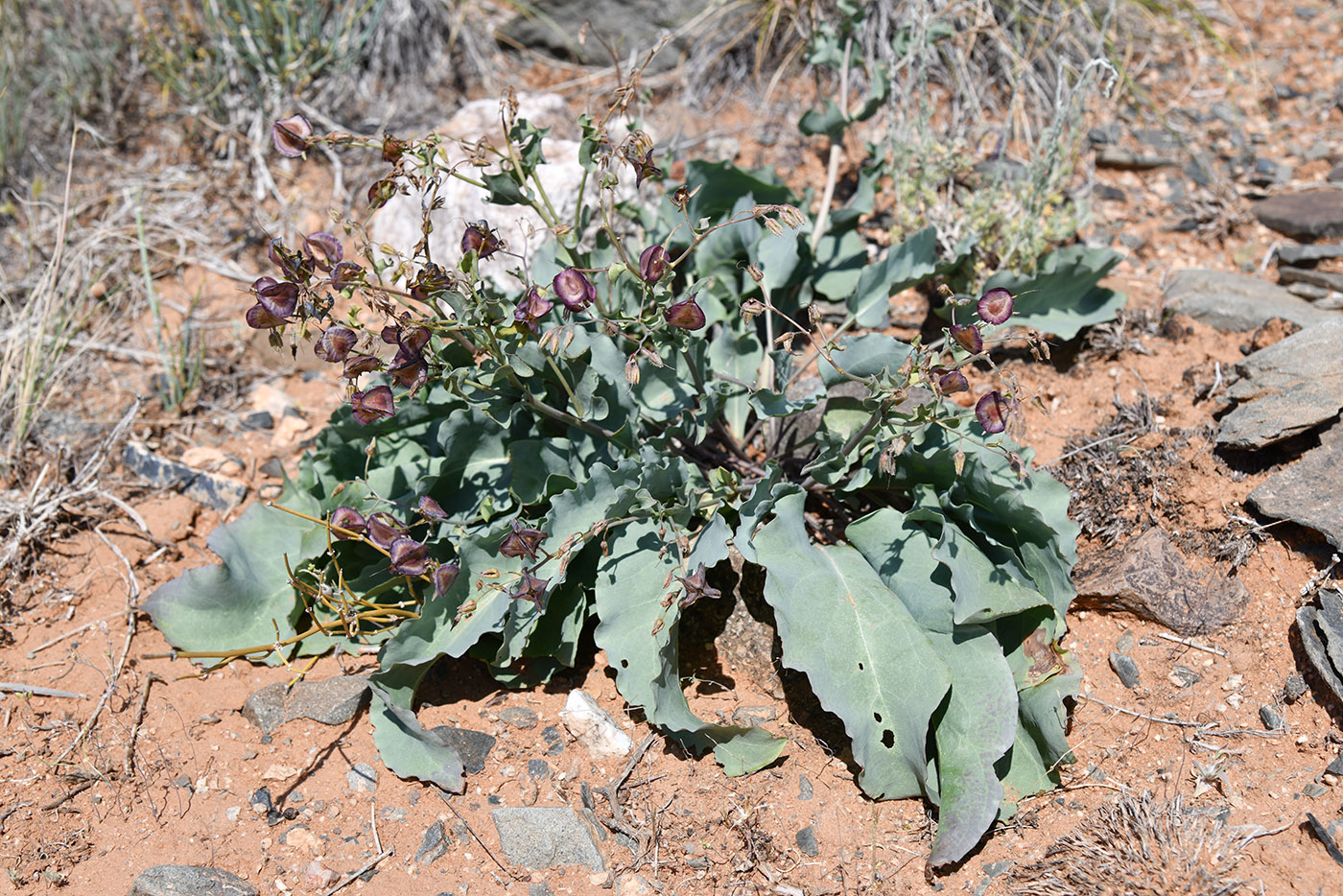 Изображение особи Rindera tetraspis.