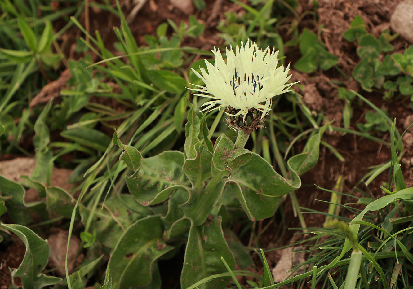 Изображение особи Centaurea cheiranthifolia.