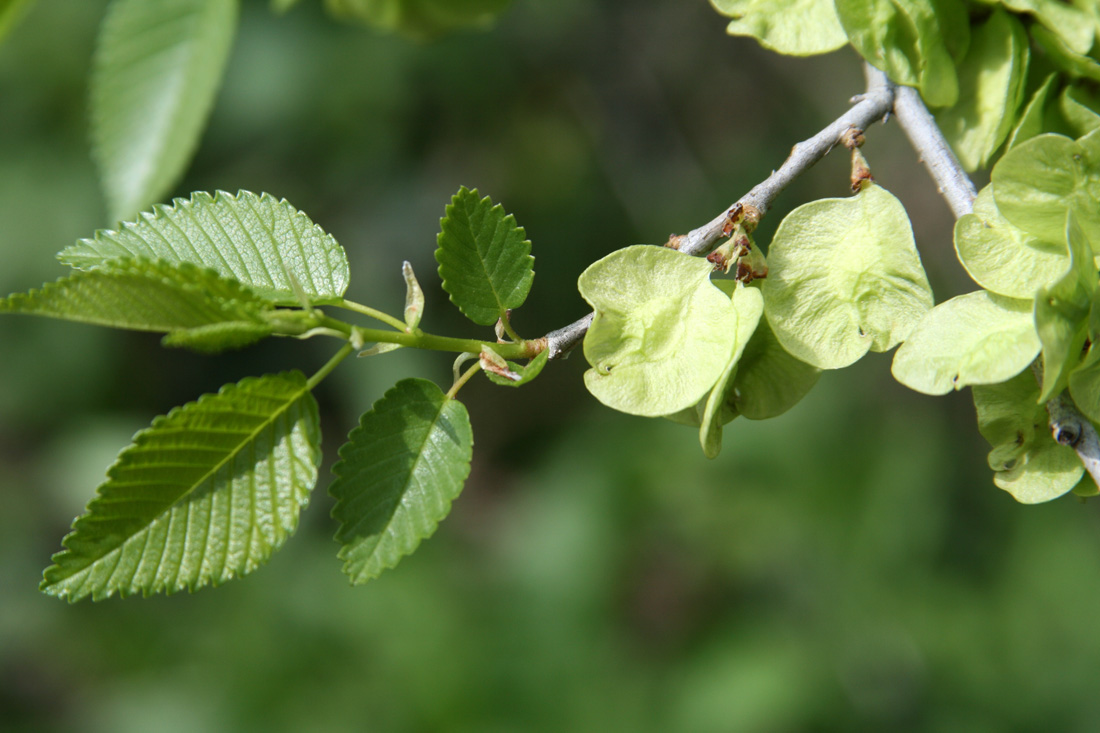 Изображение особи Ulmus pumila.