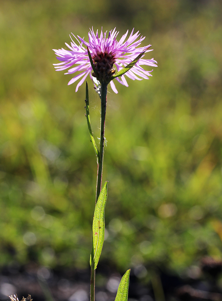 Image of Centaurea jacea specimen.