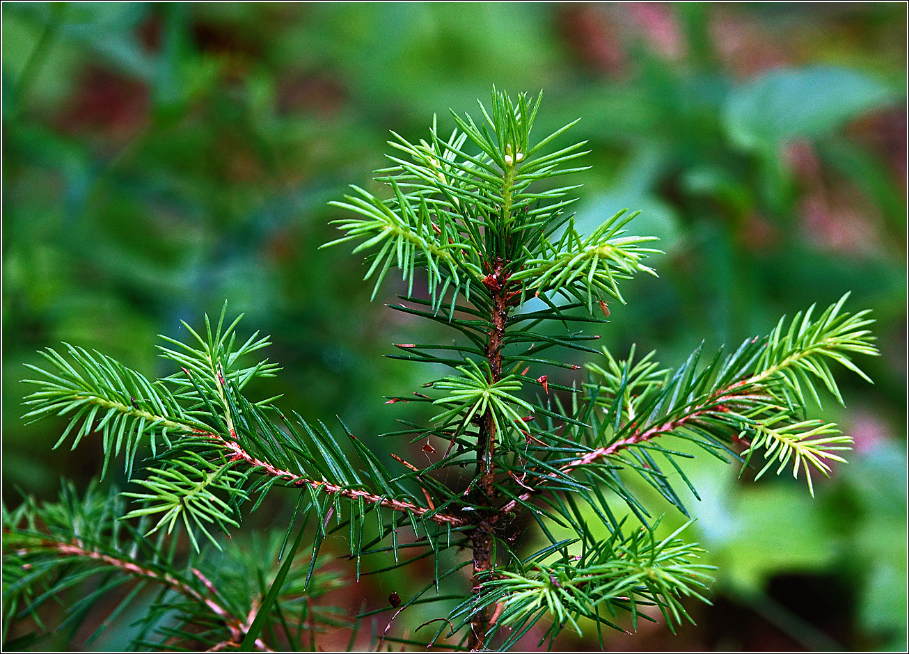 Изображение особи Picea abies.