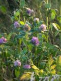 Trifolium pratense