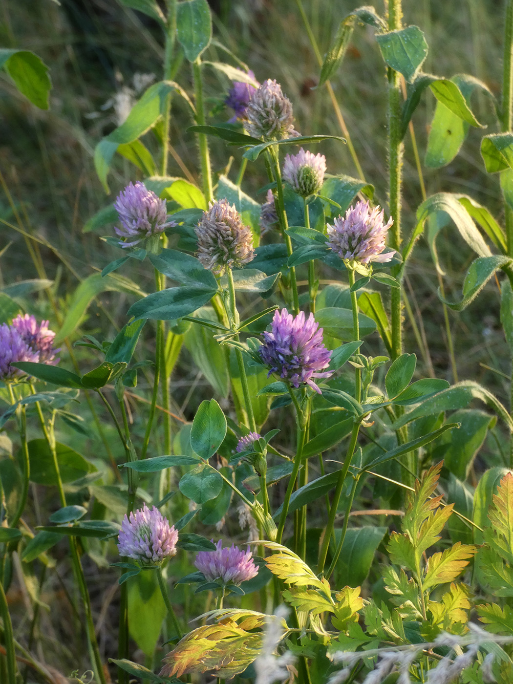 Изображение особи Trifolium pratense.