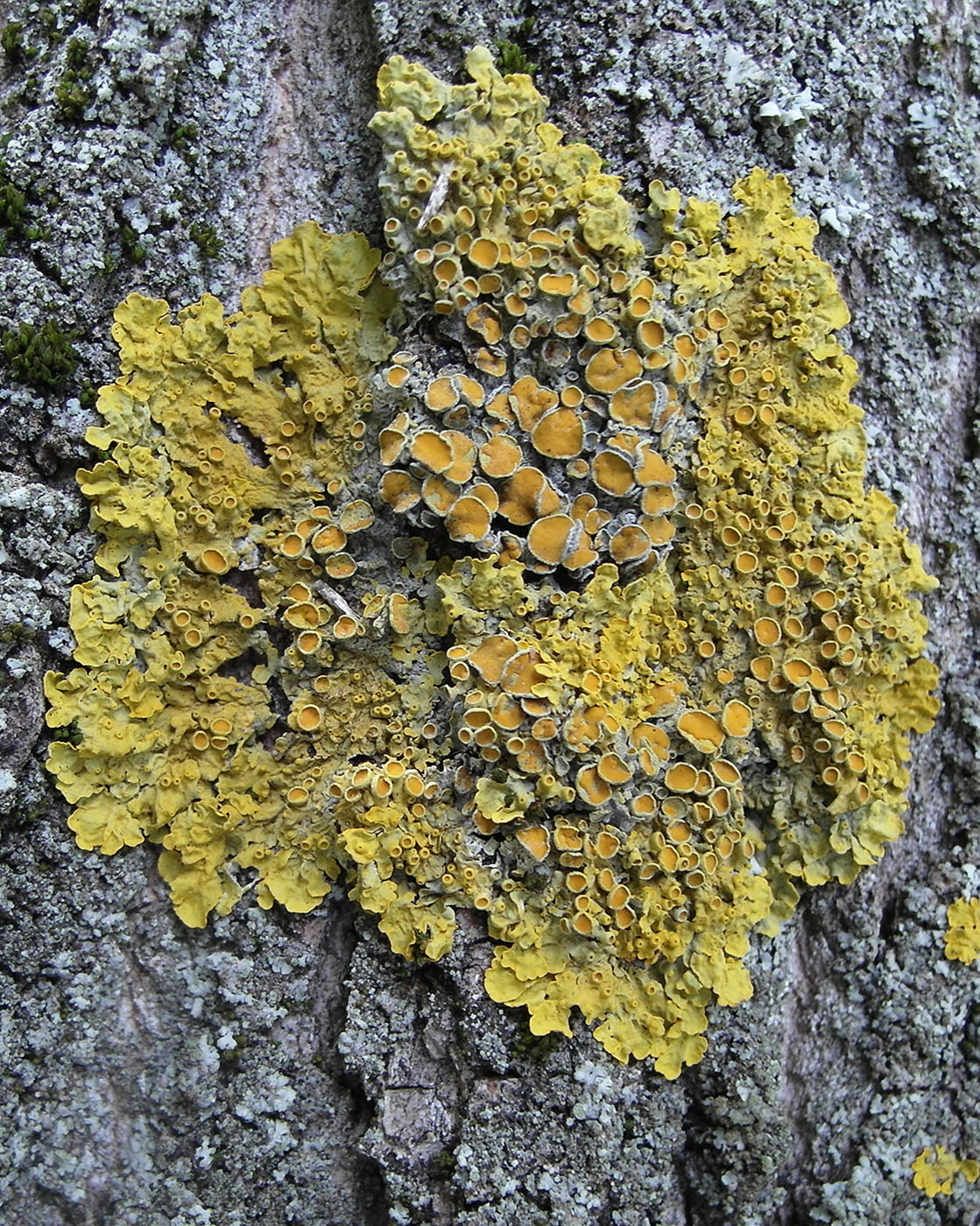 Image of Xanthoria parietina specimen.