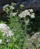 Achillea millefolium. Цветущие растения. Армения, обл. Лори, окр. г. Алаверди, монастырь Санаин, ≈ 1000 м н.у.м., у подножия каменной стены. 24.06.2022.