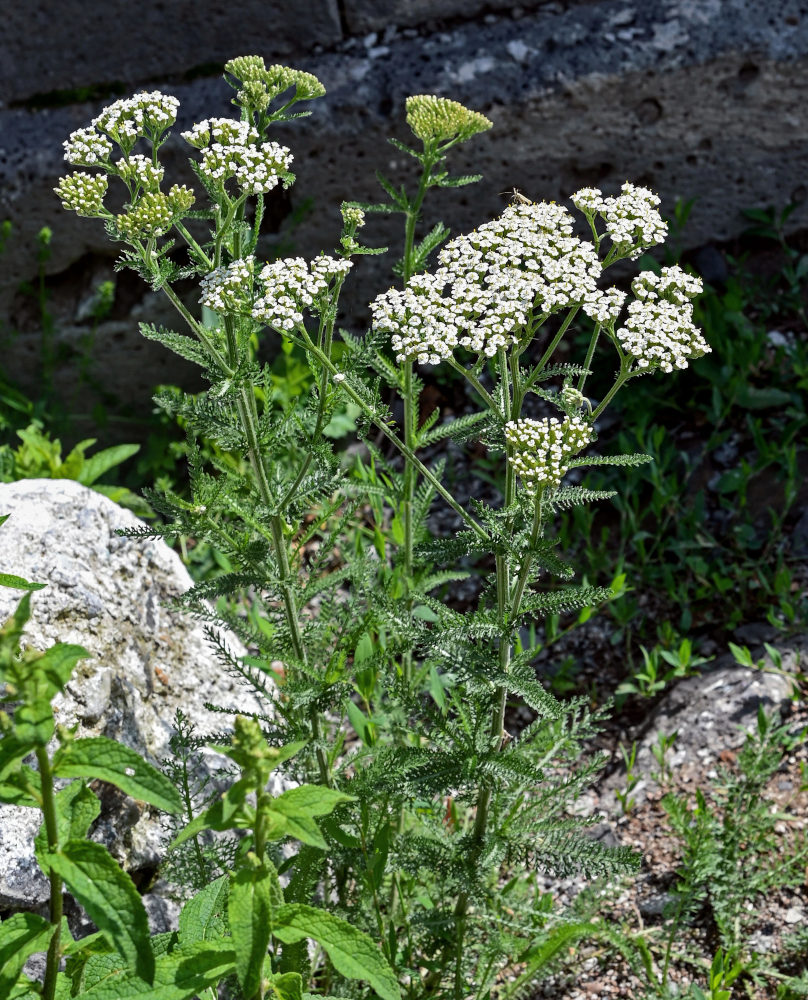 Image of Achillea millefolium specimen.