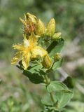 Hypericum maculatum