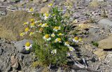 Tripleurospermum tetragonospermum