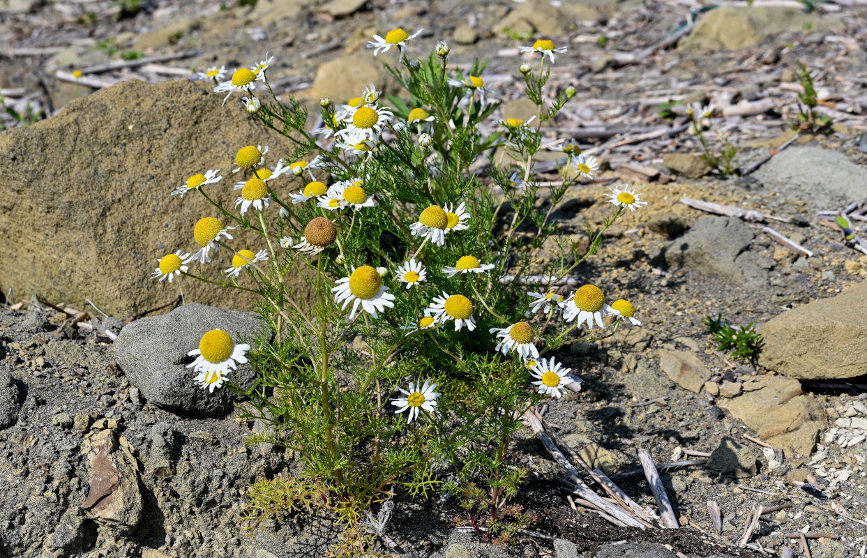 Изображение особи Tripleurospermum tetragonospermum.