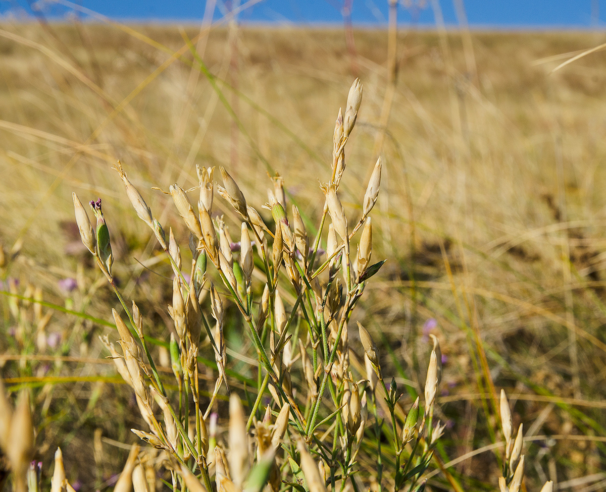 Image of Dianthus uralensis specimen.