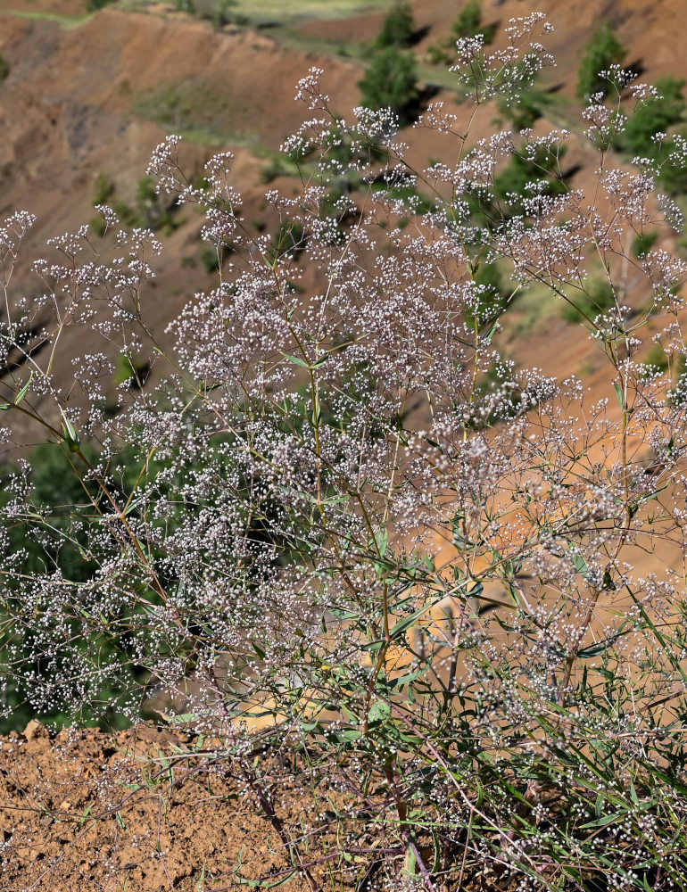 Изображение особи Gypsophila paniculata.