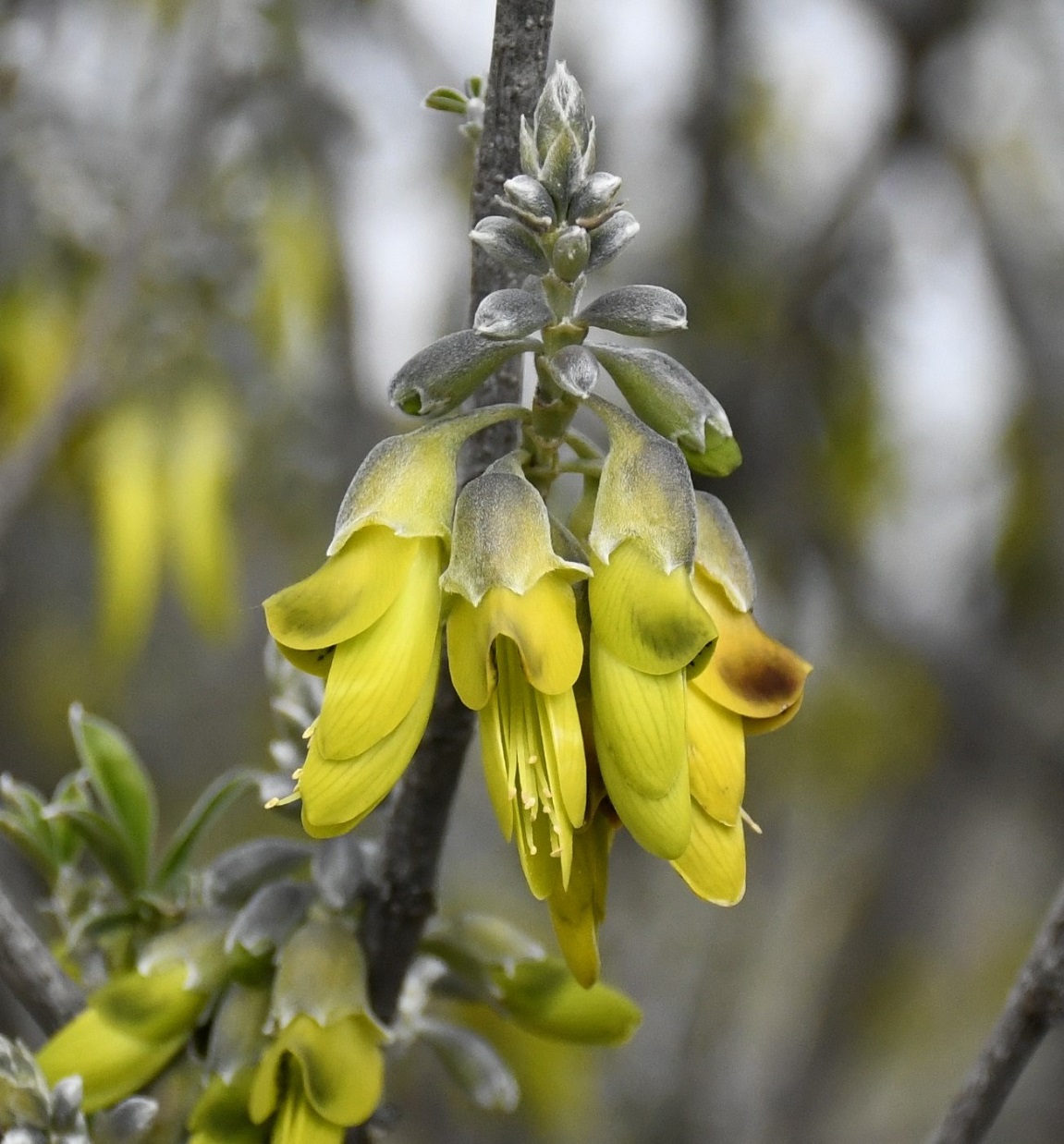 Изображение особи Anagyris foetida.