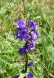 Campanula glomerata. Верхняя часть соцветия. Челябинская обл., Златоустовский гор. округ, национальный парк \"Таганай\", приют «Гремучий ключ», луг. 7 июля 2023 г.