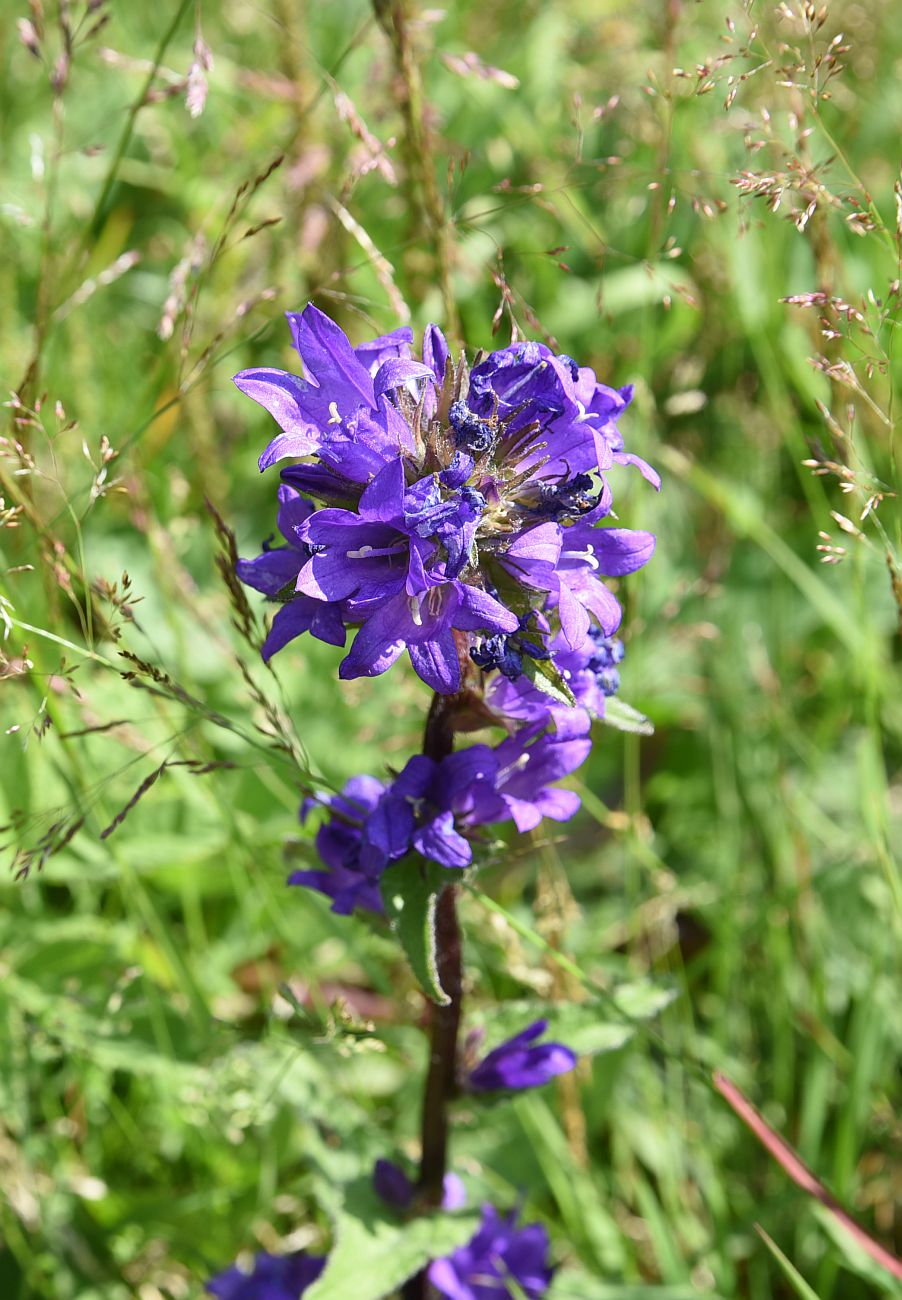 Image of Campanula glomerata specimen.