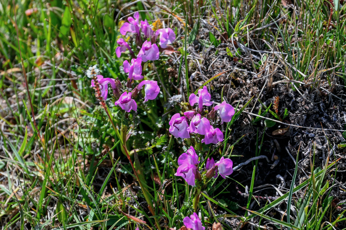 Изображение особи Pedicularis rhinanthoides.