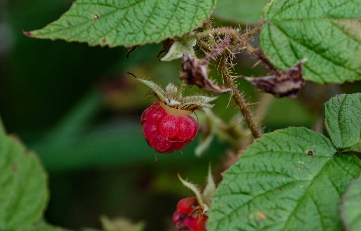 Изображение особи Rubus matsumuranus.