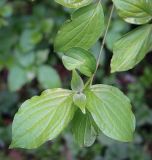 род Cornus