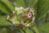 Campanula medium