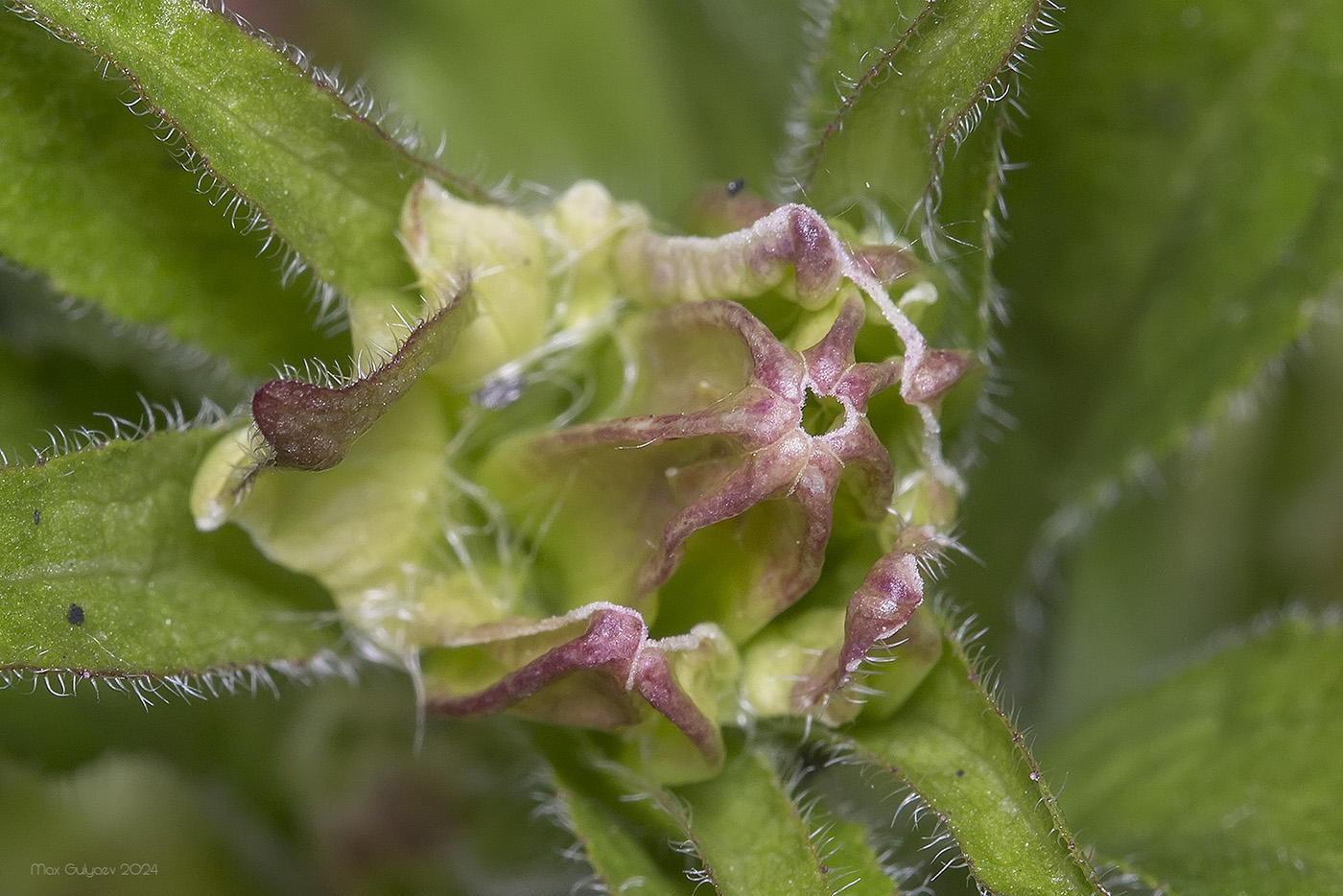 Image of Campanula medium specimen.