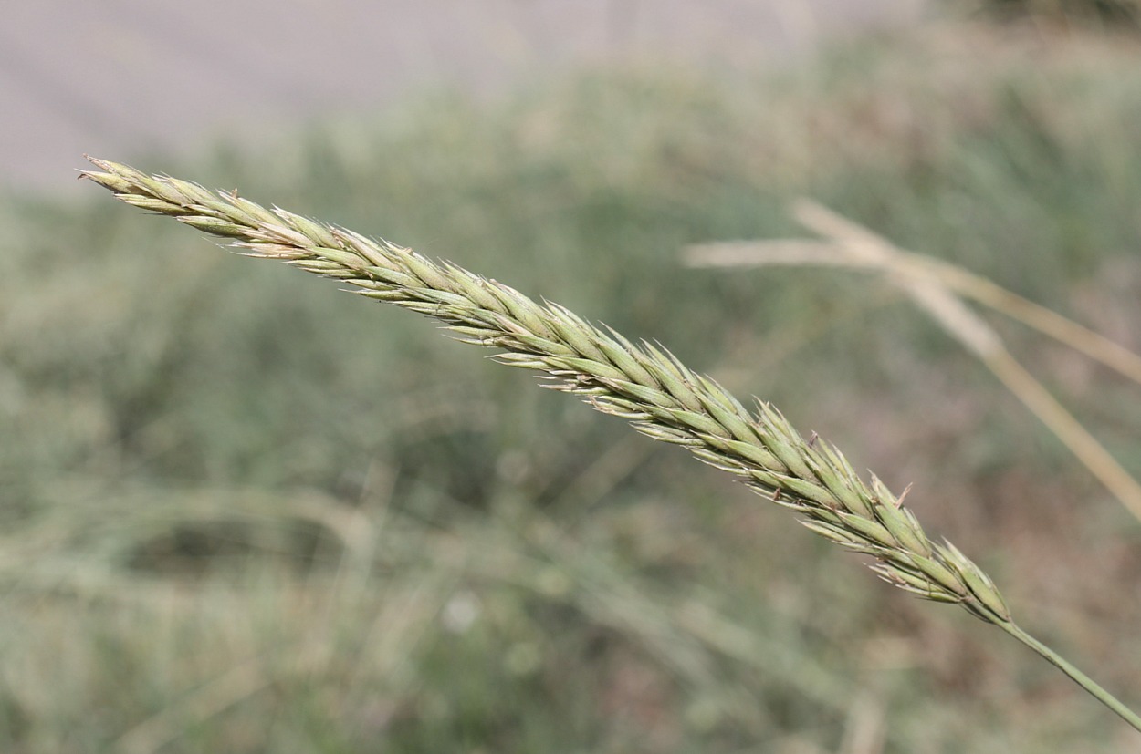 Image of Psathyrostachys juncea specimen.