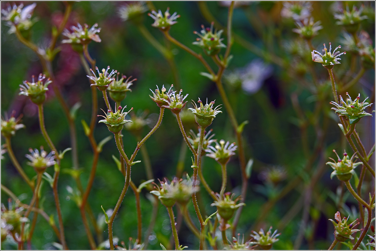 Image of Saxifraga &times; arendsii specimen.