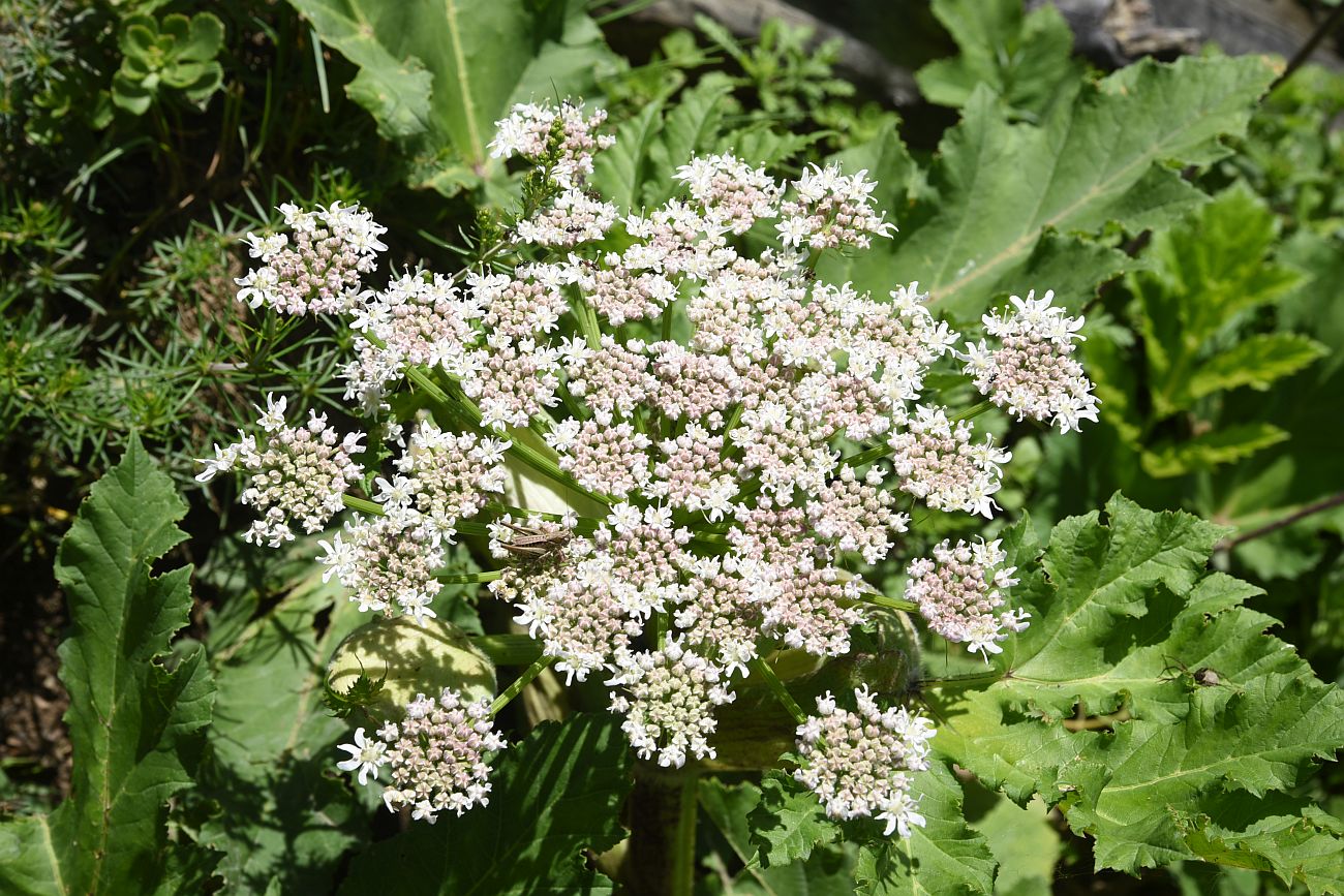 Image of genus Heracleum specimen.