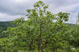 Ficus carica