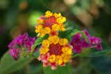 Lantana camara