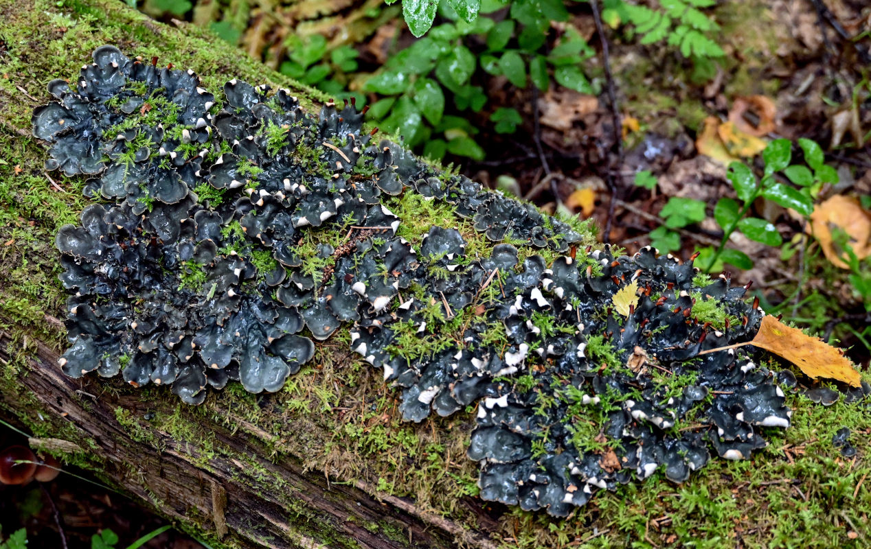 Image of genus Peltigera specimen.