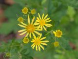 Senecio grandidentatus