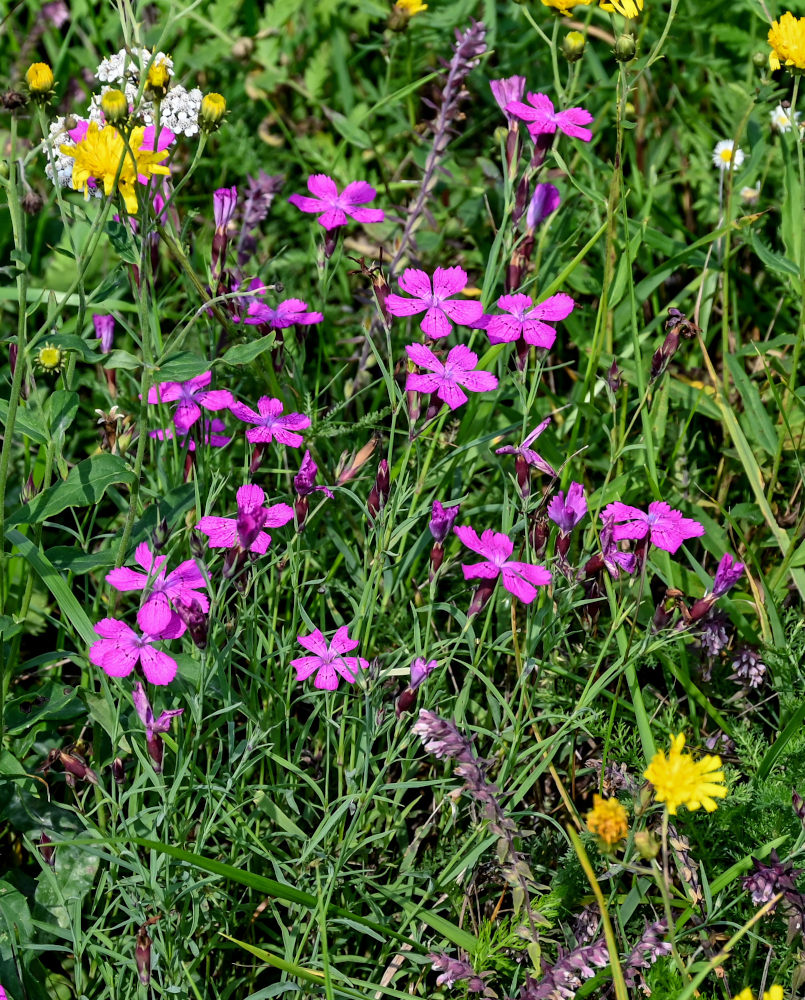 Image of Dianthus fischeri specimen.